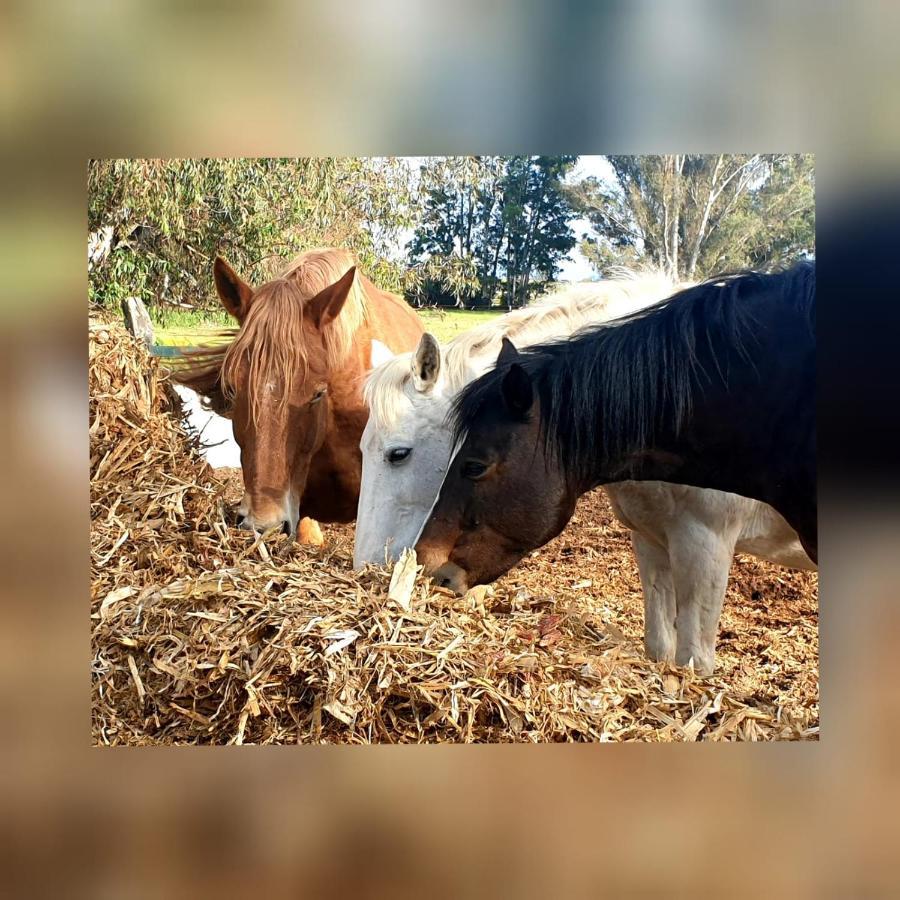 Posada Rural La Corbera Utrera Eksteriør billede