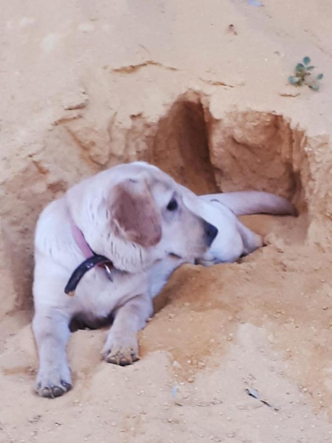Posada Rural La Corbera Utrera Eksteriør billede